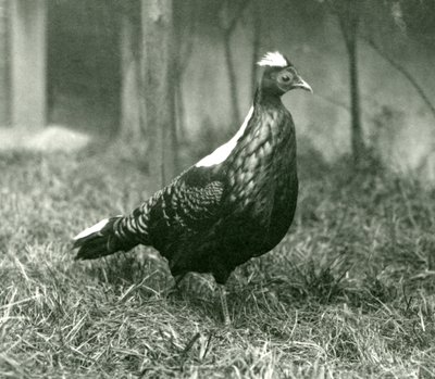Un faisan de Swinhoe mâle au zoo de Londres, septembre 1923 - Frederick William Bond