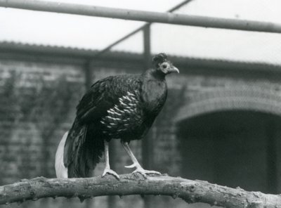 Un faisan à dos de feu de Vieillot mâle/de Crête de Feu debout sur une branche horizontale au Zoo de Londres en 1928 (photo n/b) - Frederick William Bond
