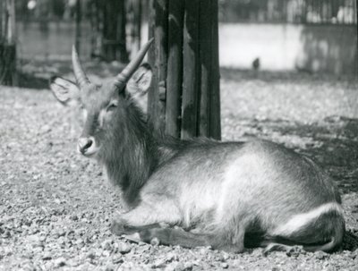 Un mâle cob à croissant, Kobus ellipsiprymnus, assis dans son enclos au Zoo de Londres, années 1920 - Frederick William Bond
