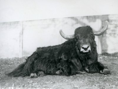 Un yak mâle couché dans son enclos au Zoo de Londres en 1928 (photo n/b) - Frederick William Bond