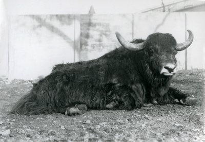 Un yak mâle allongé dans son enclos au Zoo de Londres en août 1928 - Frederick William Bond