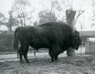 Un bison d