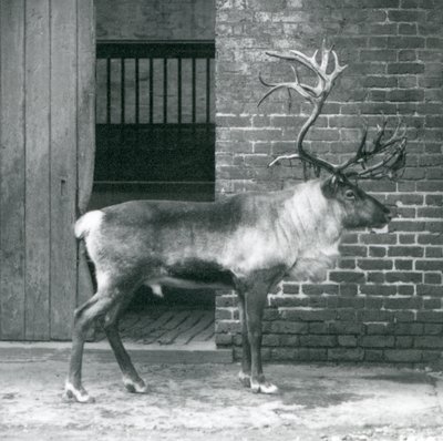 Un renne mâle mature debout dans son enclos au zoo de Londres en 1925 - Frederick William Bond