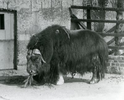 Un bœuf musqué mature, également orthographié Musk ox et Musk-ox, debout, mangeant dans son enclos au Zoo de Londres en 1931 (photo n/b) - Frederick William Bond