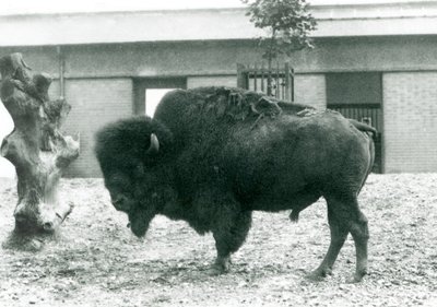 Un bison américain presque menacé debout dans son enclos, zoo de Londres, 1927 - Frederick William Bond