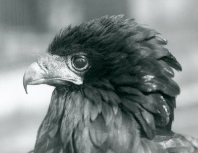 Un aigle bateleur menacé au zoo de Londres - Frederick William Bond