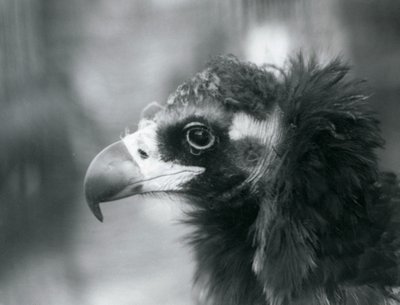 Un vautour moine menacé au zoo de Londres - Frederick William Bond