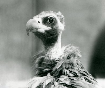 Un vautour moine menacé au zoo de Londres - Frederick William Bond