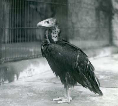 Un vautour moine menacé au zoo de Londres - Frederick William Bond
