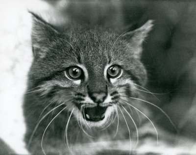 Un chat des pampas menacé au Zoo de Londres en 1929 - Frederick William Bond