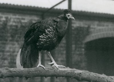 Un faisan de Vieillot menacé au zoo de Londres - Frederick William Bond