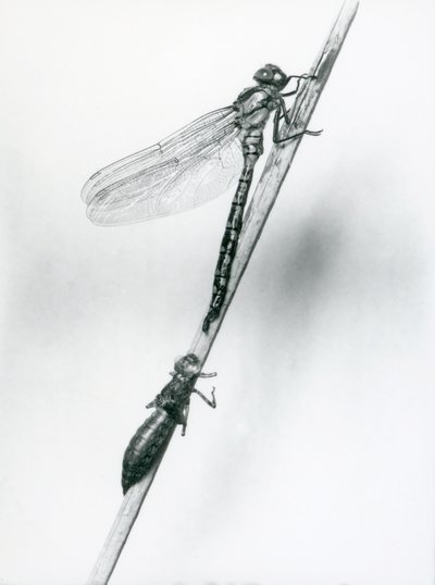 Une libellule à anneaux dorés nouvellement émergée se repose sur un roseau au-dessus de sa coquille larvaire vide, ou exuvie, Zoo de Londres, 1925 - Frederick William Bond