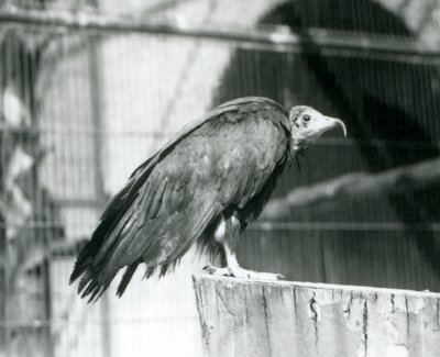 Un vautour charognard en danger critique debout sur une bûche, Zoo de Londres, septembre 1925 - Frederick William Bond