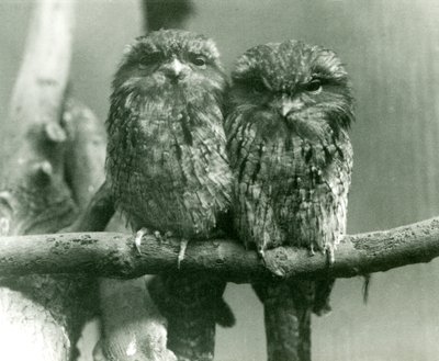 Un couple de Podarges gris assis sur une branche au Zoo de Londres - Frederick William Bond