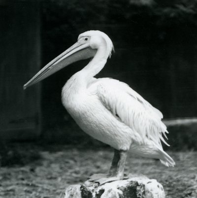 Un pélican debout sur une souche d