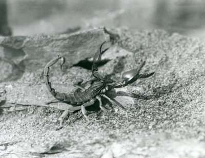 Un scorpion au Zoo de Londres en 1929 (photo n/b) - Frederick William Bond