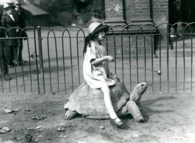 Une petite fille, Betty, tend un bâton avec une pomme au bout pour guider la tortue géante qu
