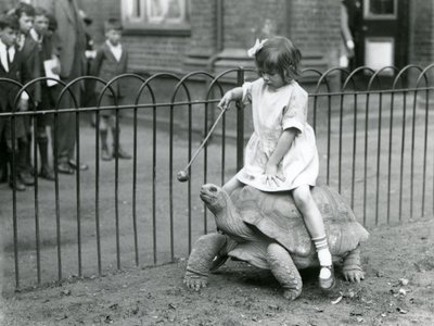 Une petite fille, Betty, tend un bâton avec une pomme au bout pour guider la tortue géante qu