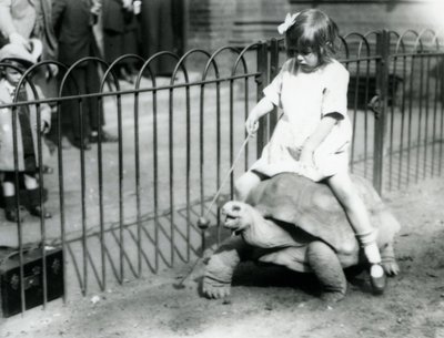 Une petite fille, Betty, tend un bâton avec une pomme au bout pour guider la tortue géante qu