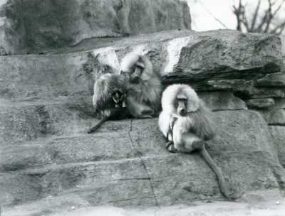 Un petit groupe de trois babouins sacrés adultes et un bébé, parmi les rochers de 