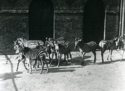 Un petit troupeau de zèbres de Chapman au Zoo de Londres en 1924 - Frederick William Bond