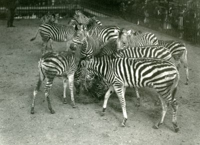 Un petit troupeau de zèbres de Chapman, y compris des jeunes, zoo de Londres en 1923 - Frederick William Bond