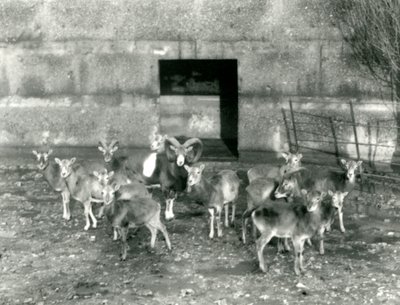 Un petit troupeau de Mouflons au Zoo de Londres en novembre 1926 - Frederick William Bond
