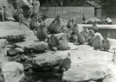 Une troupe de babouins sacrés, dont un buvant à une mare, parmi les rochers de 