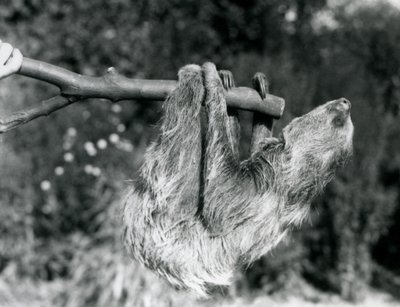 Un paresseux à deux doigts suspendu à une branche coupée, tenue par un gardien, Zoo de Londres, septembre 1925 - Frederick William Bond