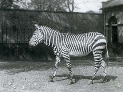 Un zèbre de Hartmann vulnérable debout dans son enclos au zoo de Londres - Frederick William Bond
