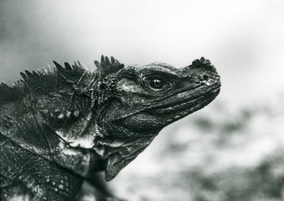 Un lézard à voile vulnérable au Zoo de Londres en 1928 (photo n/b) - Frederick William Bond
