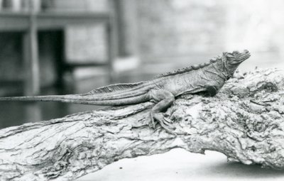 Un lézard à voile vulnérable reposant sur une bûche au Zoo de Londres en 1928 (photo n/b) - Frederick William Bond