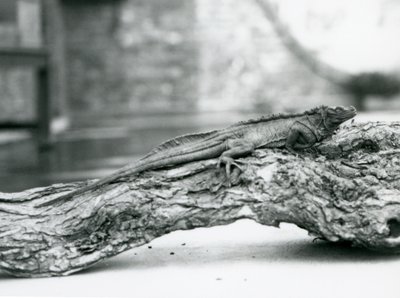 Un lézard à voile vulnérable reposant sur une bûche au Zoo de Londres en 1928 (photo n/b) - Frederick William Bond