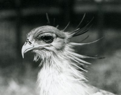 Un secrétaire vulnérable au zoo de Londres en 1928 - Frederick William Bond