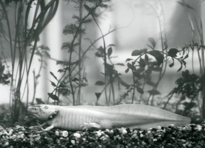 Un axolotl blanc/salamandre mexicaine reposant sur du gravier au fond d