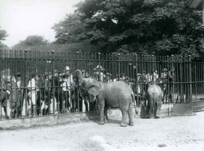 Un jeune éléphant africain et un éléphant pygmée africain interagissent avec un grand groupe d