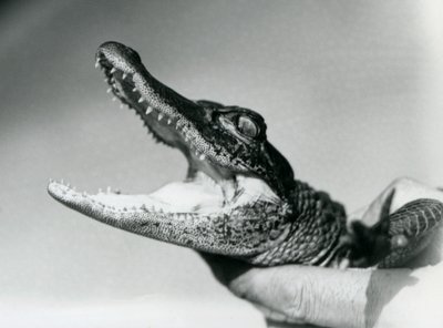 Un jeune alligator tenu par le cou par son gardien, Zoo de Londres, août 1928 - Frederick William Bond
