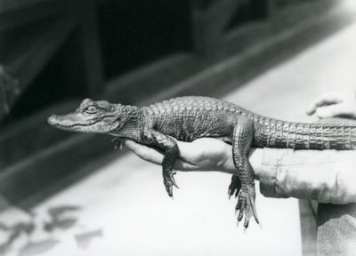 Un jeune alligator tenu dans la main de son gardien, Zoo de Londres - Frederick William Bond