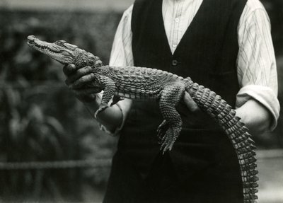 Un jeune Alligator américain tenu par son gardien, Zoo de Londres, 1924 - Frederick William Bond