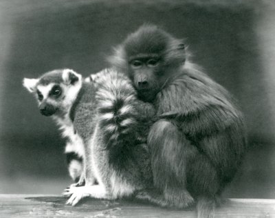 Un jeune babouin se blottit contre un lémurien à queue annelée sur une poutre, zoo de Londres, 1925 - Frederick William Bond