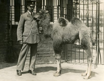 Un jeune chameau de Bactriane, né dans la ménagerie, avec son gardien, Zoo de Londres - Frederick William Bond