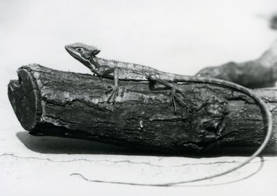 Un jeune lézard basilic reposant sur une bûche au Zoo de Londres en août 1928 - Frederick William Bond