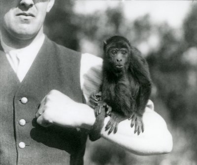 Un jeune singe hurleur noir assis sur le bras d