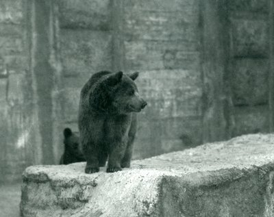 Un jeune ours brun au zoo de Londres, juin 1914 - Frederick William Bond
