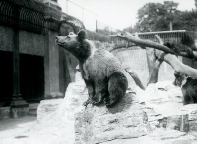 Un jeune ours brun assis sur un rocher au premier plan avec un autre marchant derrière, et un troisième dormant sur une branche, Zoo de Londres, août 1913 - Frederick William Bond