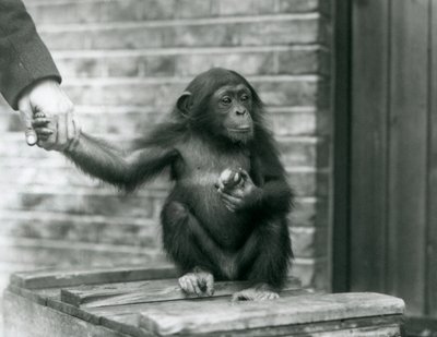 Un jeune Chimpanzé tenant la main d