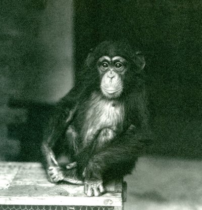 Un jeune chimpanzé assis sur une caisse en bois au Zoo de Londres en 1924 - Frederick William Bond