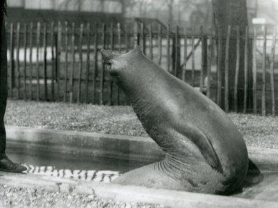Un jeune éléphant de mer se retournant, Zoo de Londres - Frederick William Bond