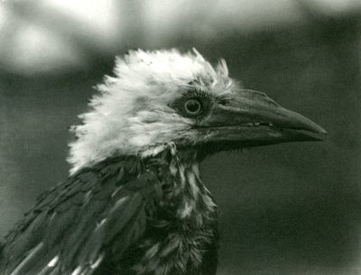 Un jeune calao au Zoo de Londres - Frederick William Bond