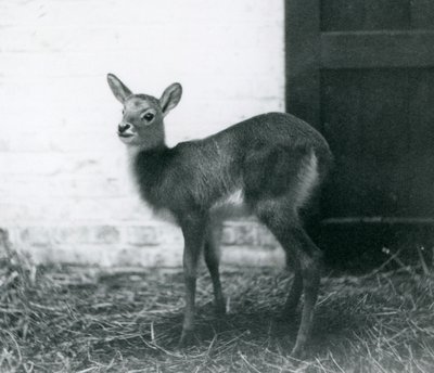 Un jeune Lechwe debout sur du foin, Zoo de Londres, janvier 1926 - Frederick William Bond